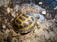 /album/tortellini/torti-1-jpg/